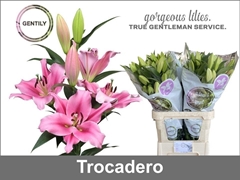 Li Ot Trocadero 95cm 45+