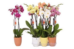 Phal Gem 2 Tak 12Ø 60cm