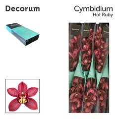 Cymb T Hot Ruby 80cm 13+