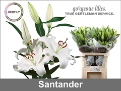 Li Or Santander 95cm 55+