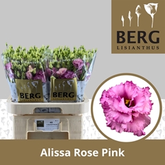 Eust G Alissa Rose Pi 70cm