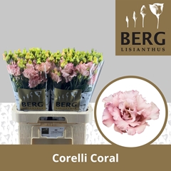 Eus G Corelli Coral 70cm