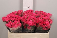 R Tr Lianne 50cm 55+