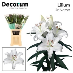Li Or Universe 100cm 55+