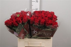 R Gr Madam Red 60cm 5cm