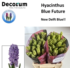 Hyac Blue Future