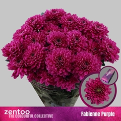 Chr T Fabienne Purpl 70cm 80gram