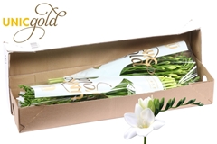 Fr En Avenue 52cm 20gram 23