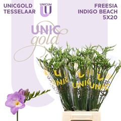 Fr En Indigo Beach 52cm 20gram 13
