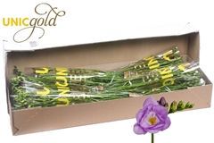 Fr Du Allure 52cm 20gram 23