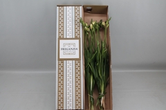 Fr Du Belleville 60cm 30gram 23