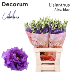 Eust G Alissa Blue 70cm