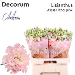 Eust G Alissa Pink 70cm