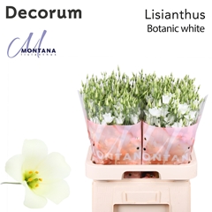 Eus E Botan White 70cm