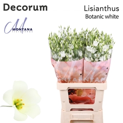 Eus E Botan White 70cm