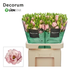 Eus G Lisanne L Pink 70cm