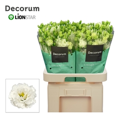 Eus G Alissa Pur Whi 70cm