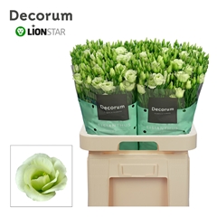 Eust G Rosita Green 70cm