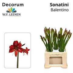 Hipp Co Sonat Balent 45cm 3+