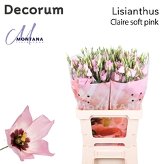 Eus E Claire L Pink 70cm