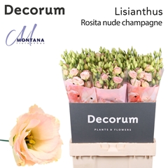 Eus G Rosi Champagne 70cm