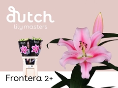Li Or Frontera 80cm 25+