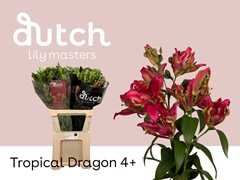 Li Ot Tropic Dragon 95cm 45+
