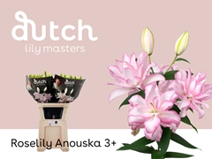 Li Or Du Anouska 85cm 35+