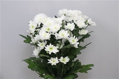 Chr T Euro 70cm 85gram