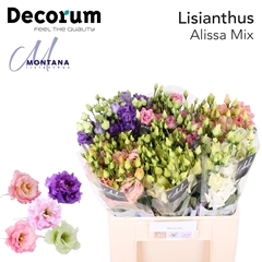 Eus G Alissa Gem Fst 60cm