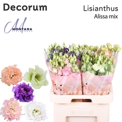 Eus G Alissa Gem Fst 70cm