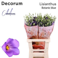 Eus E Botanic Blue 70cm