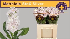 Matth Stox Silver 58cm 23