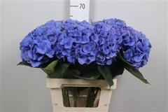 Hydr M Roy Crown Bl 65cm 17cm Ø