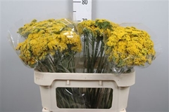 Achil F Park Variety 70cm