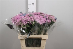 Achil M Anna 60cm