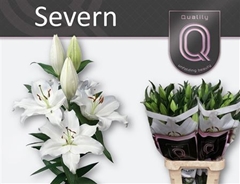 Li Or Severn 95cm 55+