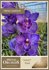 Cymb Tak Ov Srt 50cm 7+