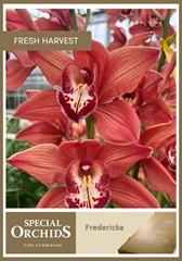 Cymb Tak Princess Fr 80cm 13+