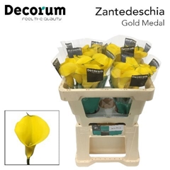 Zanted Gold Medal 45cm