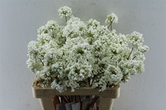 Diversen H% 60cm