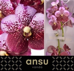 Vanda Di Pink Mahoga 30cm