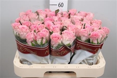 R Gr Seductive@ 60cm