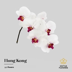 Phal Red Lip 40cm
