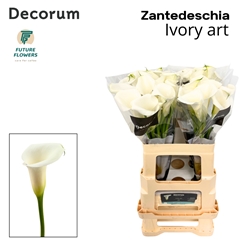 Zanted Ivory Art 60cm