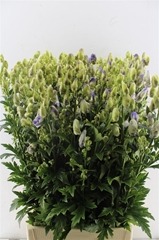 Aconi Carm Cloudy 90cm