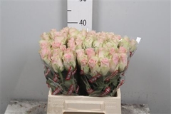 R Gr Pink Athena 40cm