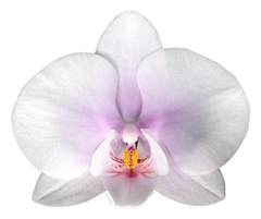 Phal Other Per Tak 66cm