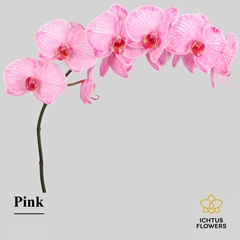 Phal Other Per Tak 75cm