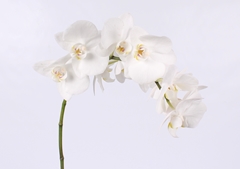 Phal Other Per Tak 55cm